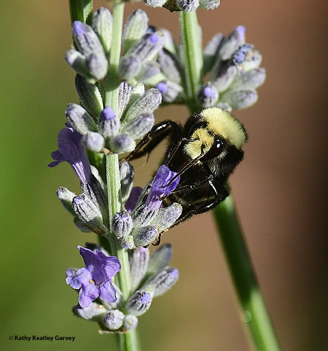 A yellow-faced Bombus vosnesenskii, prepares to sip nectar from an English lavender. (Photo by Kathy Keatley Garvey)