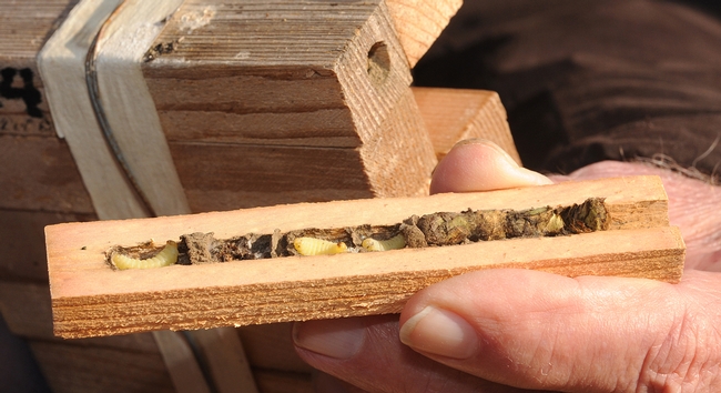 Bee condo for leafcutting bees includes the offspring (left) of a solitary mason wasp. (Photo by Kathy Keatley Garvey)