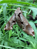 A moth on a plant