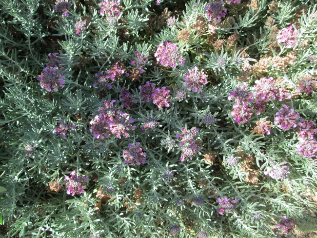 Overhead view of plant with lavender blossoms.