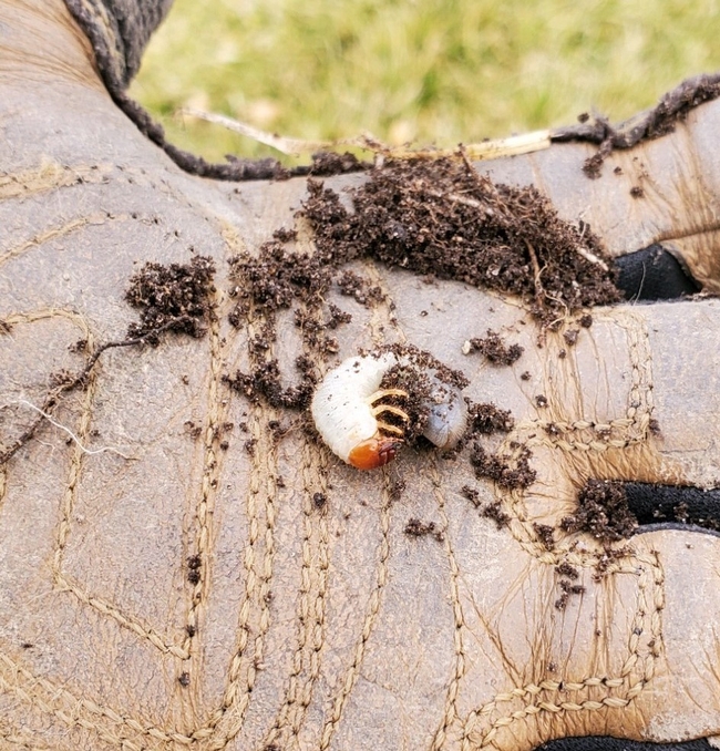 A small, white grub being held in a gloved hand.