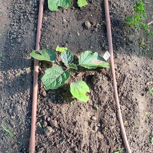 2 parallel drip irrigation lines running top to bottom on both sides of a vegetable seedling