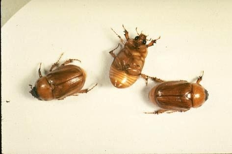 3 tan beetles posed to show form. Credit: A.D. Ali