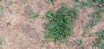 Bermuda grass and weeds overtaking drought stressed turf grass. for The Backyard Gardener Blog