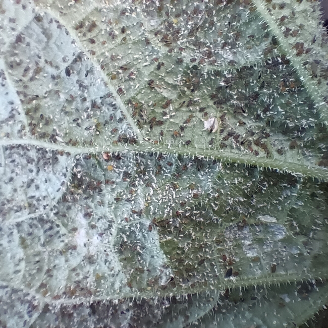 The reverse side of a cucumber leave covered in aphids and their excretions.