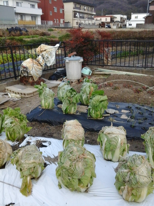 Cabbage tied up until harvest.