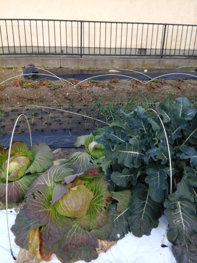 These cabbage measure 8-9 inches across.