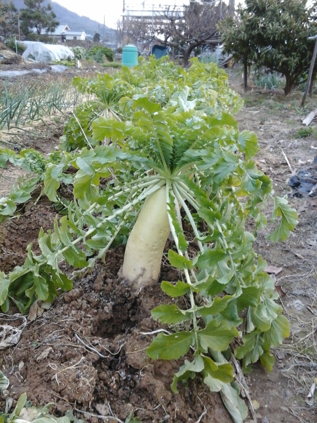 Daikon, a mild radish. This one measures 14-16