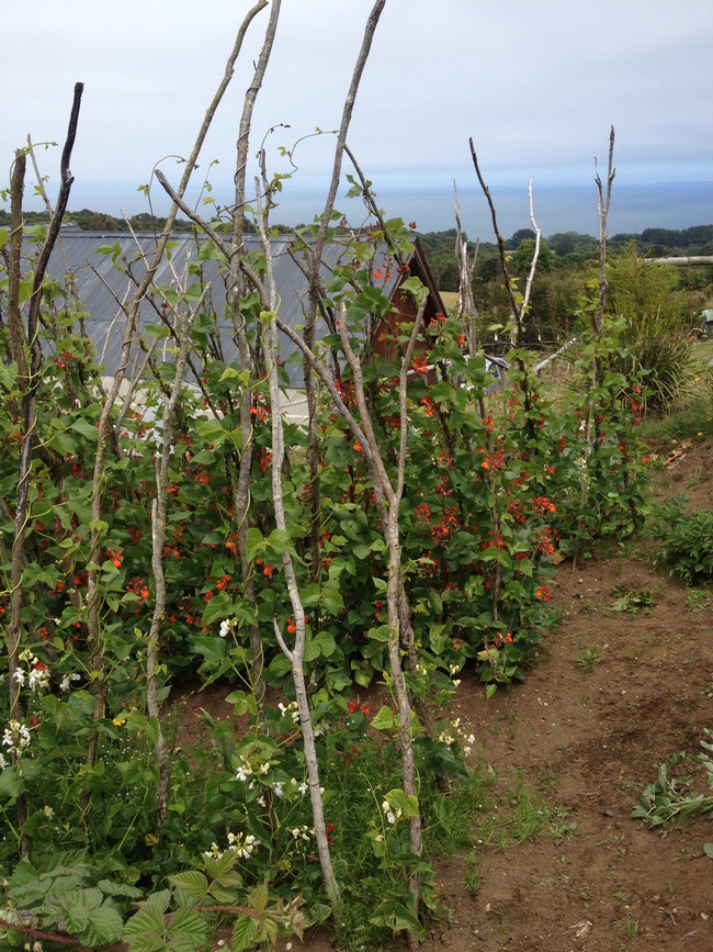 Natural garden stakes near Puerto Montt, Chile