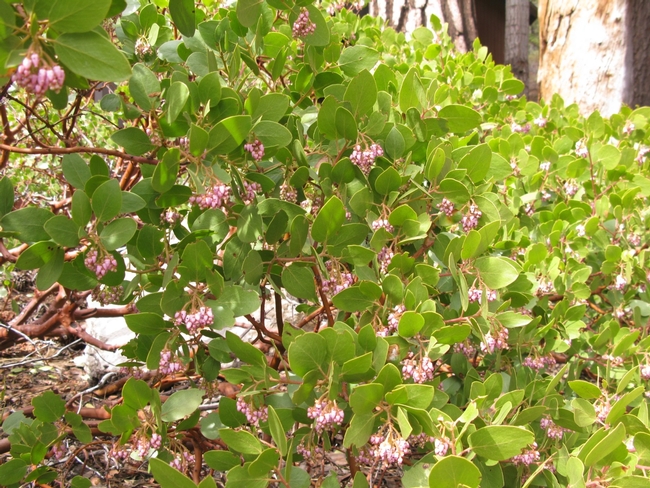 a green manzanita shrub with pink flowers