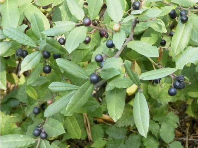 closeup view of coffeeberry leaves and berries