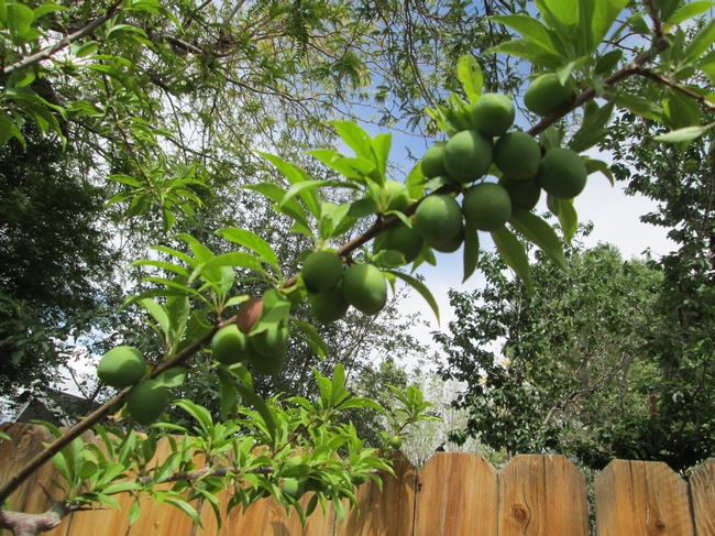 Plums prior to thinning