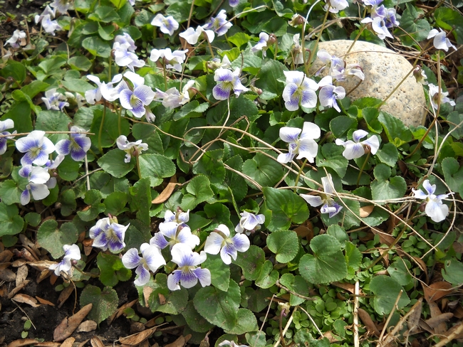Beautiful but invasive violets