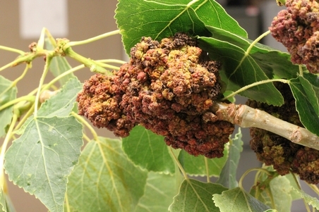 A bud gall on a poplar