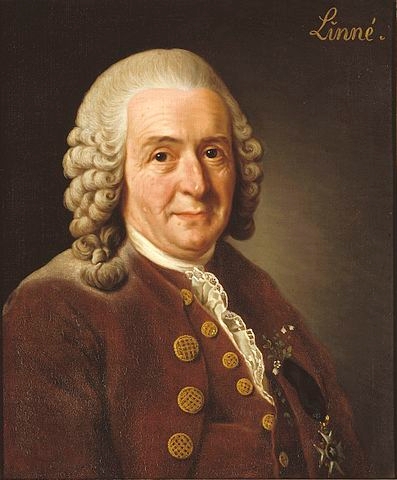 Linnaeus Portrait