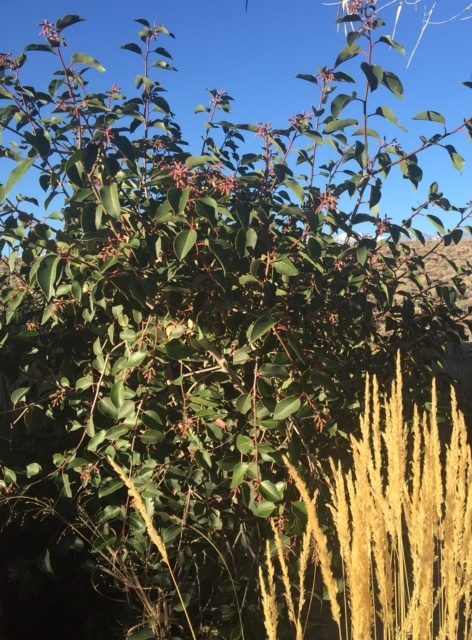 Sugarbush Growing in Chalfant.