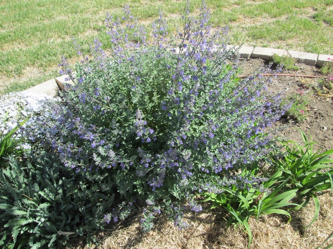 Nepeta, with a long flowering season.