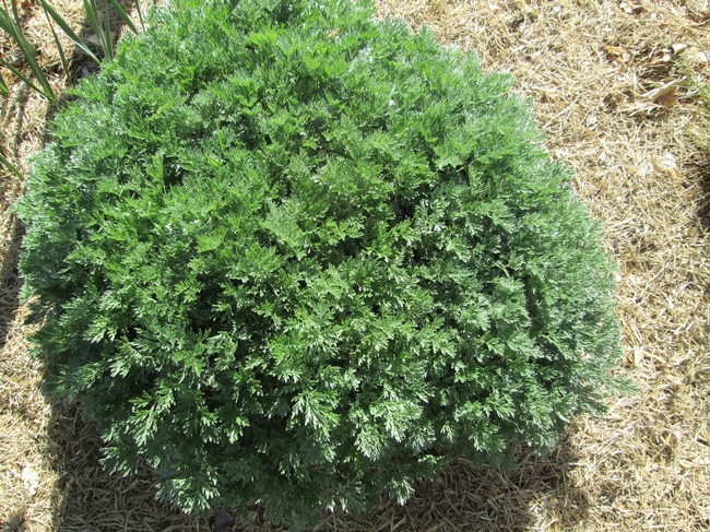 Aremesia foliage will turn silvery-grey as it matures.