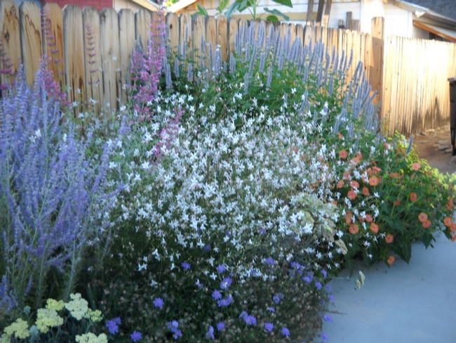 Water-thrifty plants can produce a colorful border