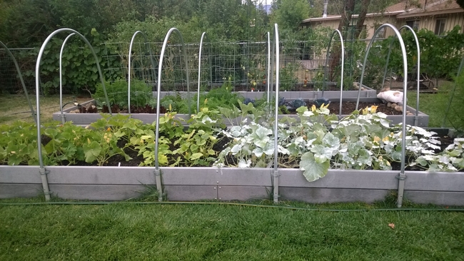 Showing squash plants with kaolin coating on right side of picture.