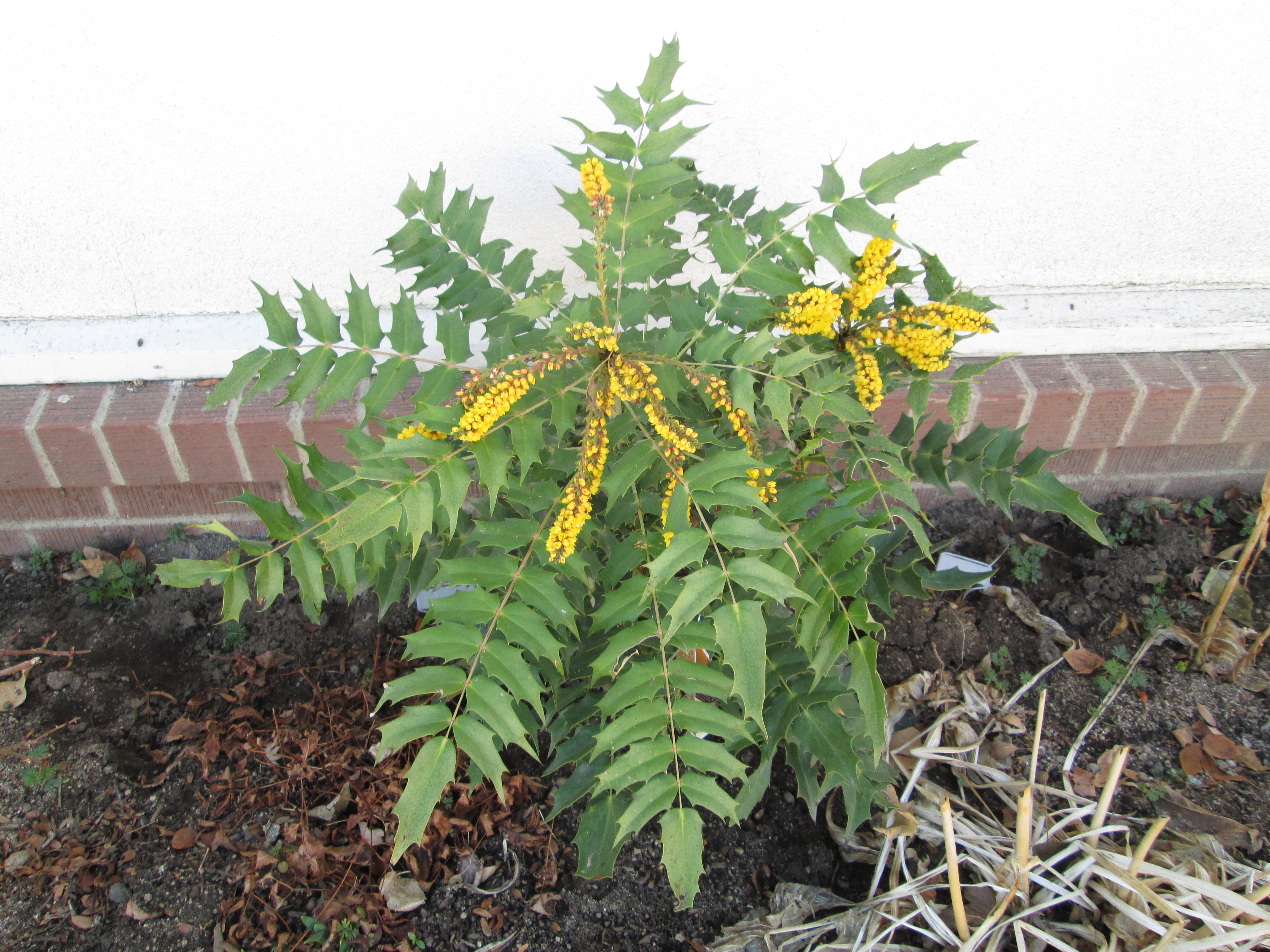 mahonias: useful shrubs for a shady spot. - the backyard gardener