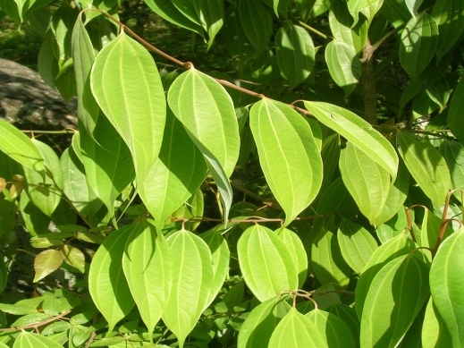 Cinnamon foliage