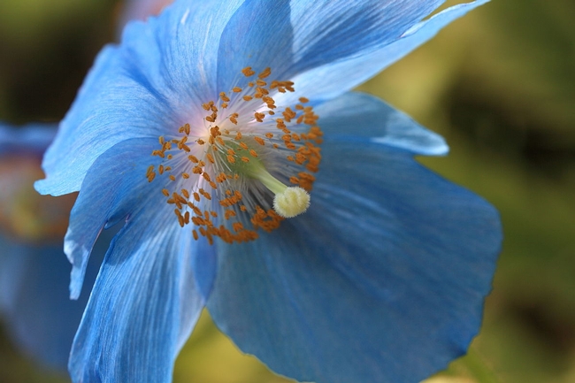 Himalayan Blue Poppy  Photo: TANAKA Juuyoh