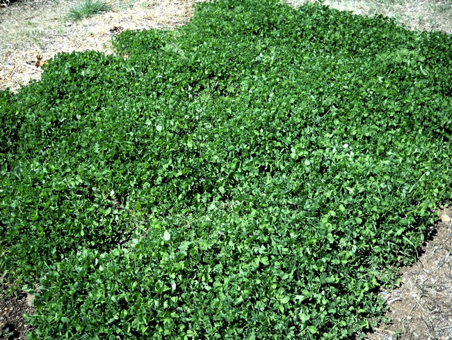 Thick clover cover crop