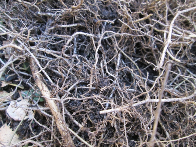 Root Mass of Dichondra