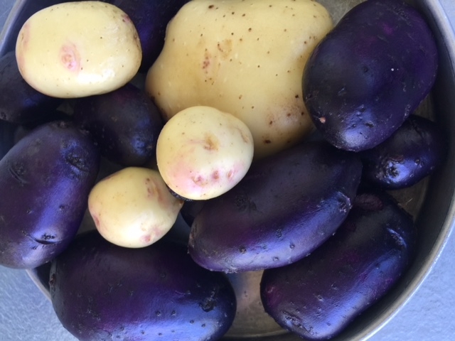 Purple and Rose Potatoes