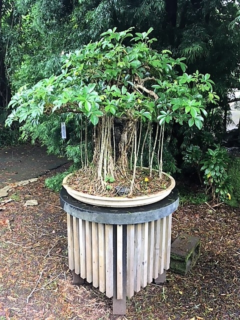Pot - Ficus