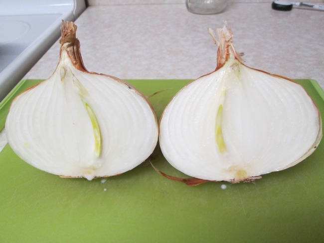 Zoey Onion 5 months after harvest