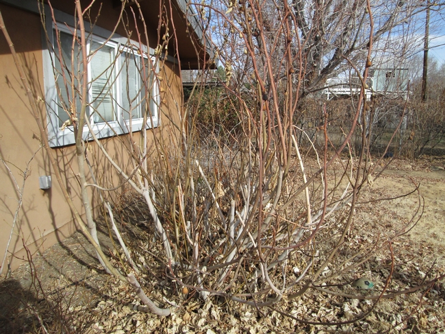 Brown Turkey fig growing shrub-like after frost damage