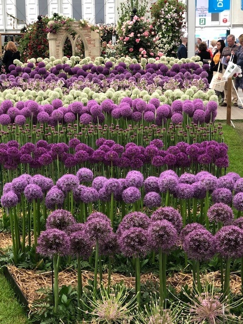 Alliums carefully graded for height and size
