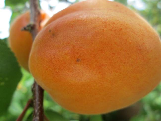 Apricot, Used as a parent of many new hybrids
