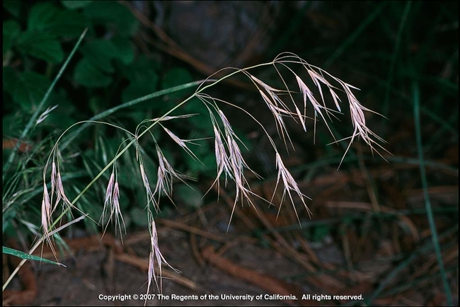 Infloresence of cheatgrass, Bromus tectorum, arcing across the image from left to right