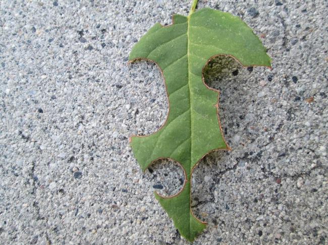 Leaf cutter damage on rose leaf.