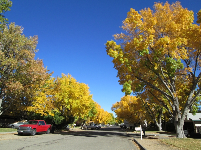 Tree-lined streets have a cooling effect.