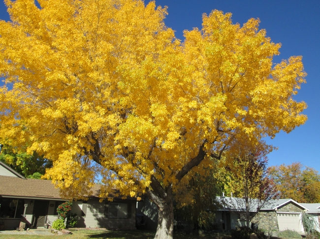 Spectacular fall color of an ash tree.