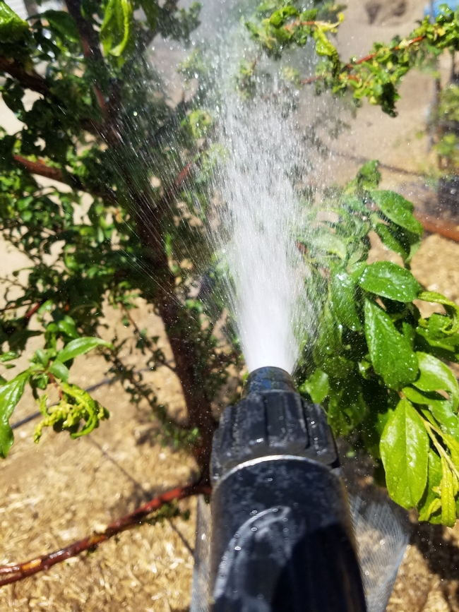 Water jet dislodging aphids