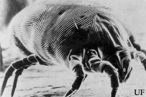 S.E.M. Micrograph of a female dust mite.