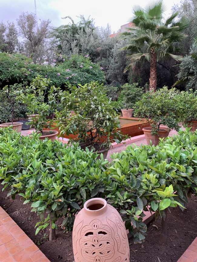 Near the beginning of the garden with a variety of citrus bushes, primarily appeared to be limes