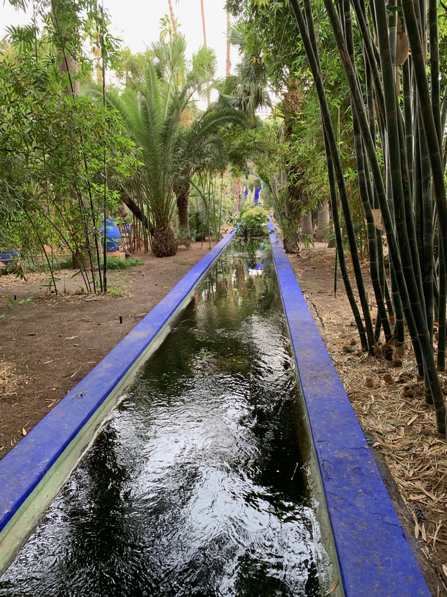 Section of palm and bamboo forest