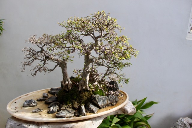 One of the bonsai exhibits