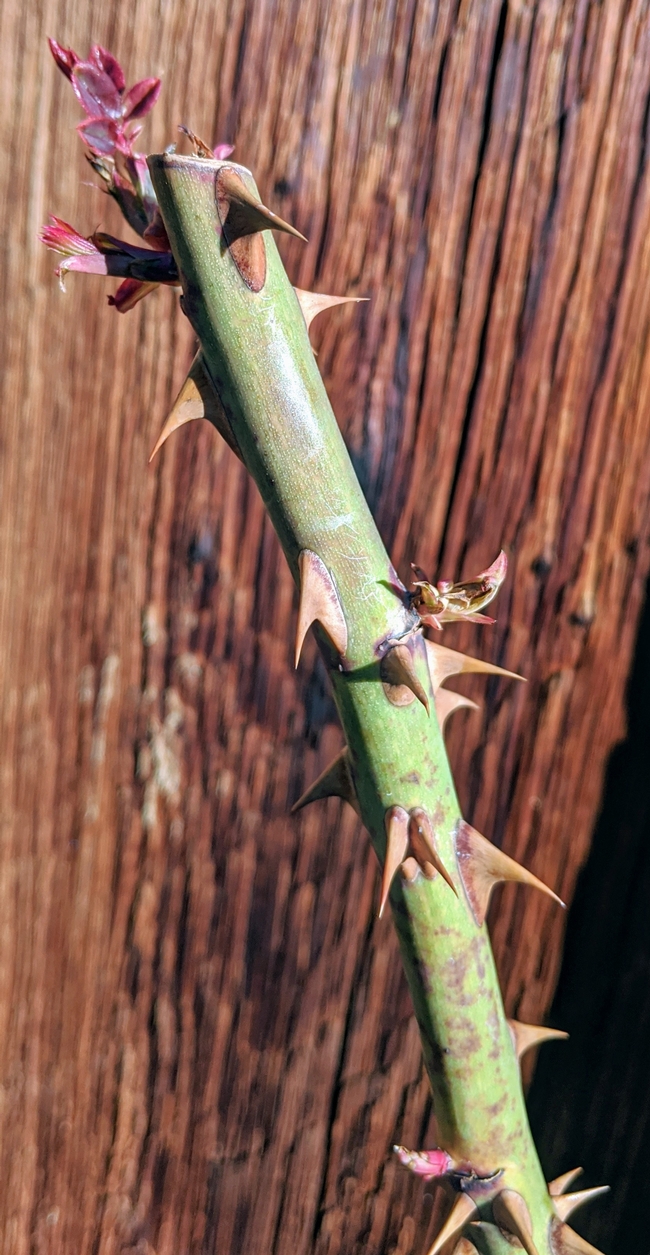 A thorny rose stem beginning to send out new growth below a recent pruning cut.