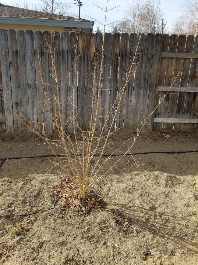 An unpruned, dormant pomegranate with many tall branches