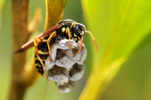 Paper Wasp Nest First few cells. Photo by Sandy Millar