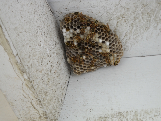 Developing Paper wasp nest
