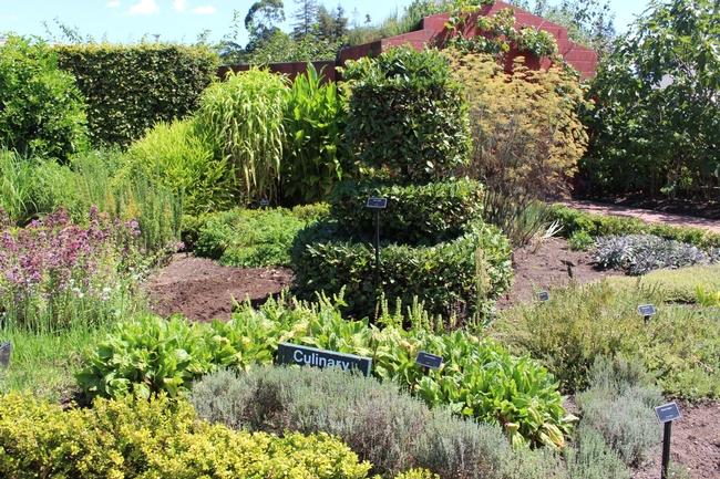 Culinary section of Herb garden