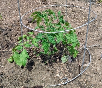 My daughter planted this tomato about 4